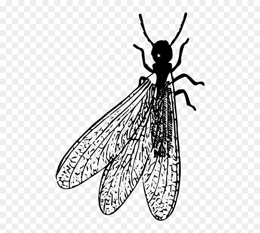 Termite Png Clipart - Black And White Termite, Transparent Png - termite png