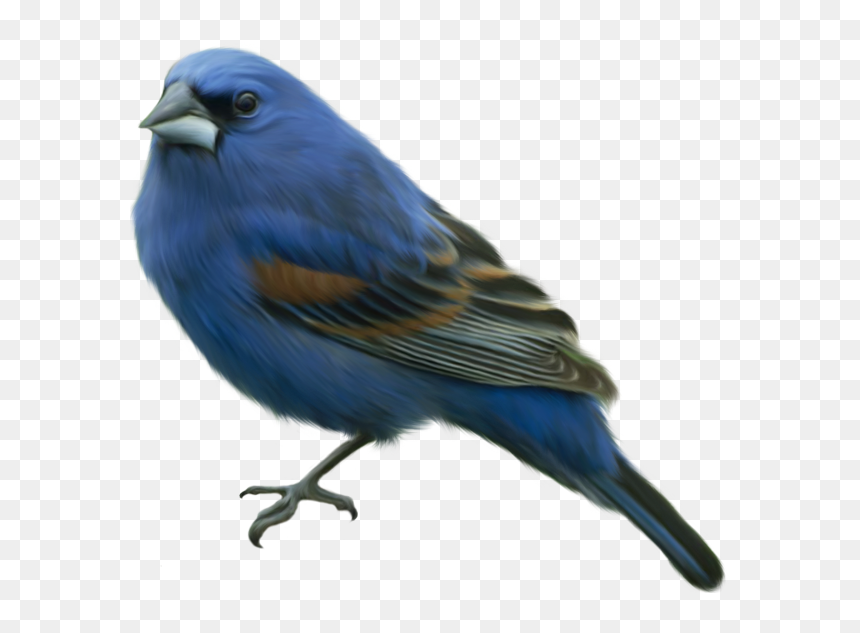 Falcon Clipart Oriole Bird - Blue Bird Png, Transparent Png - orioles png