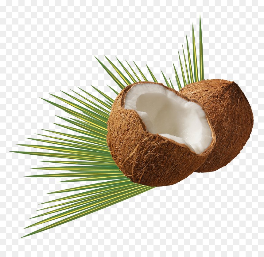 Transparent Coco Png - Coconut Png, Png Download - coqueiro png