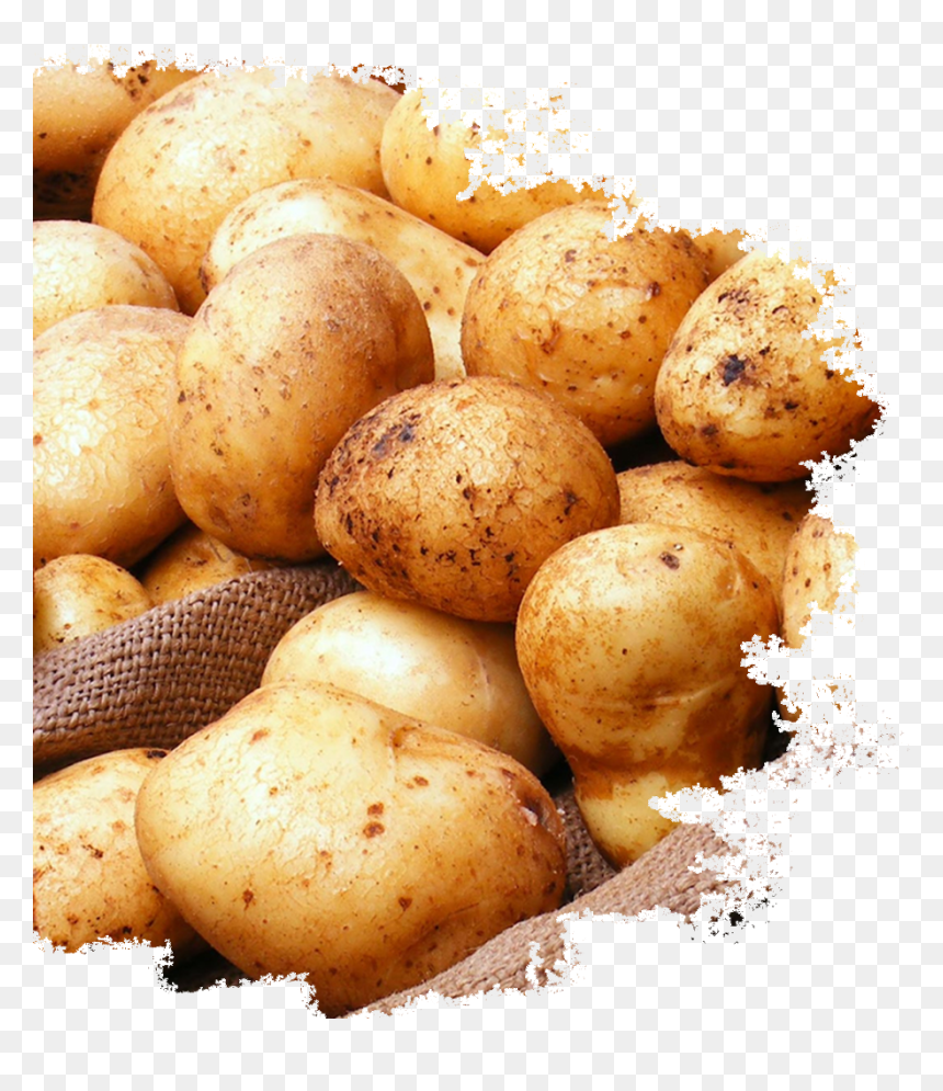 Yukon Gold Potato, HD Png Download - potato.png