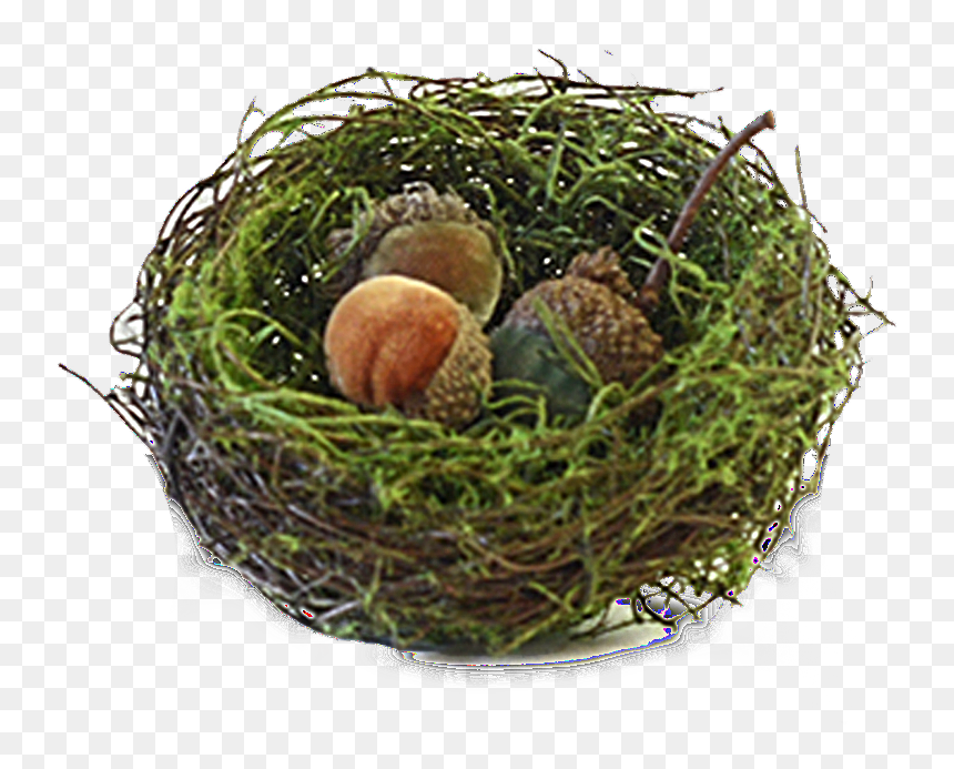 "
 
 Data Image Id="203046060057"
 Class="productimg - Nest, HD Png Download - acorns png