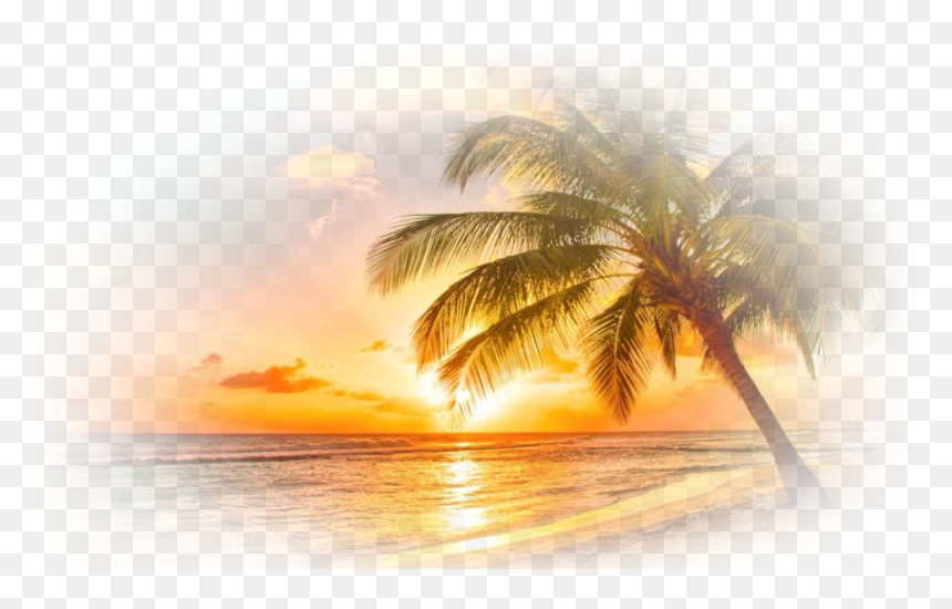 Power To Achieve Dreams, HD Png Download - coqueiro png