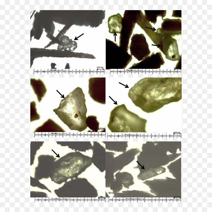 Insect, HD Png Download - compost png