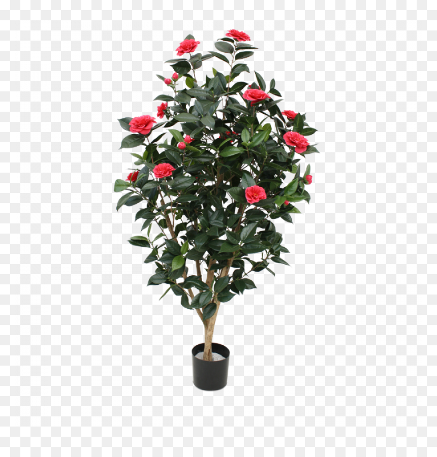 Tcu, Flowering Trees - Camellia, HD Png Download - flowering tree png