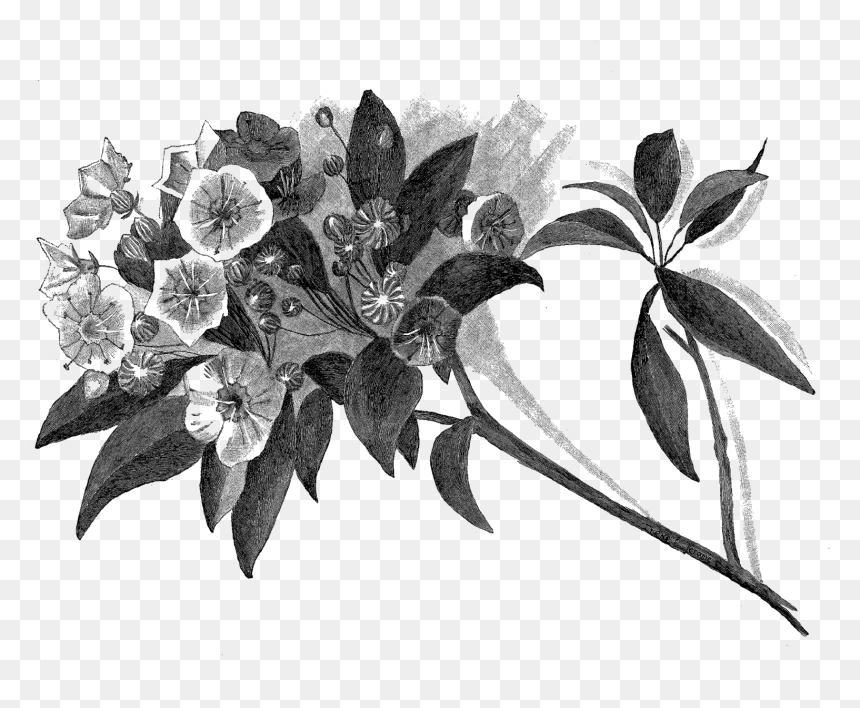 Flowering Tree Artwork Drawing Digital Illustration - Botanical Pencil Drawing Png, Transparent Png - flowering tree png