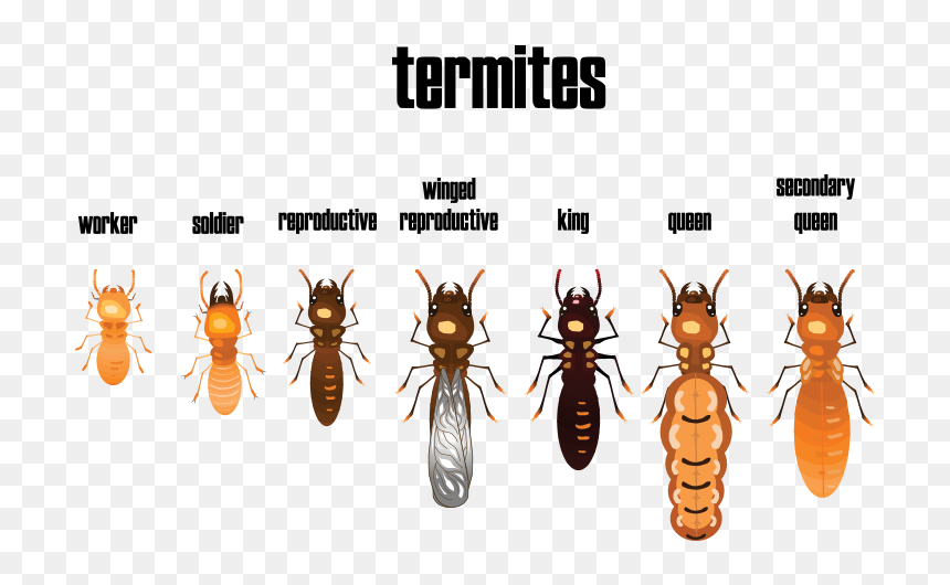Different Types Of Termites, HD Png Download - termite png