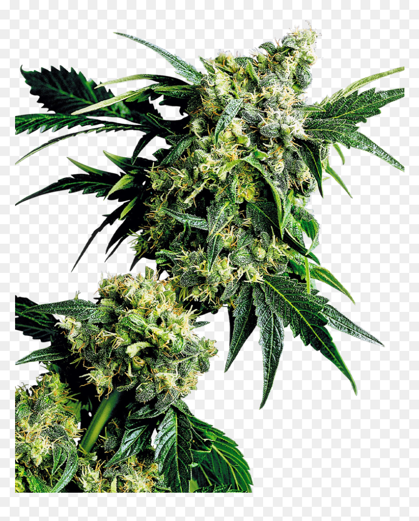 Nice G13 X Hash Plant - Mr Nice G13 X Hash Plant, HD Png Download - weed plants png