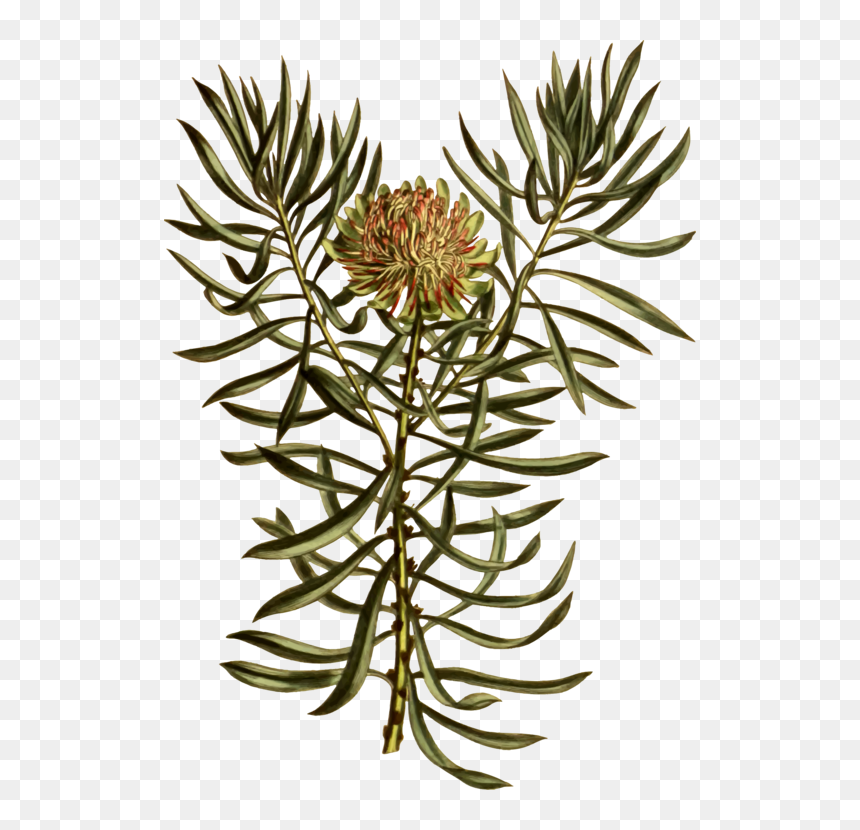 Plant,flora,tree - Flower, HD Png Download - flowering tree png