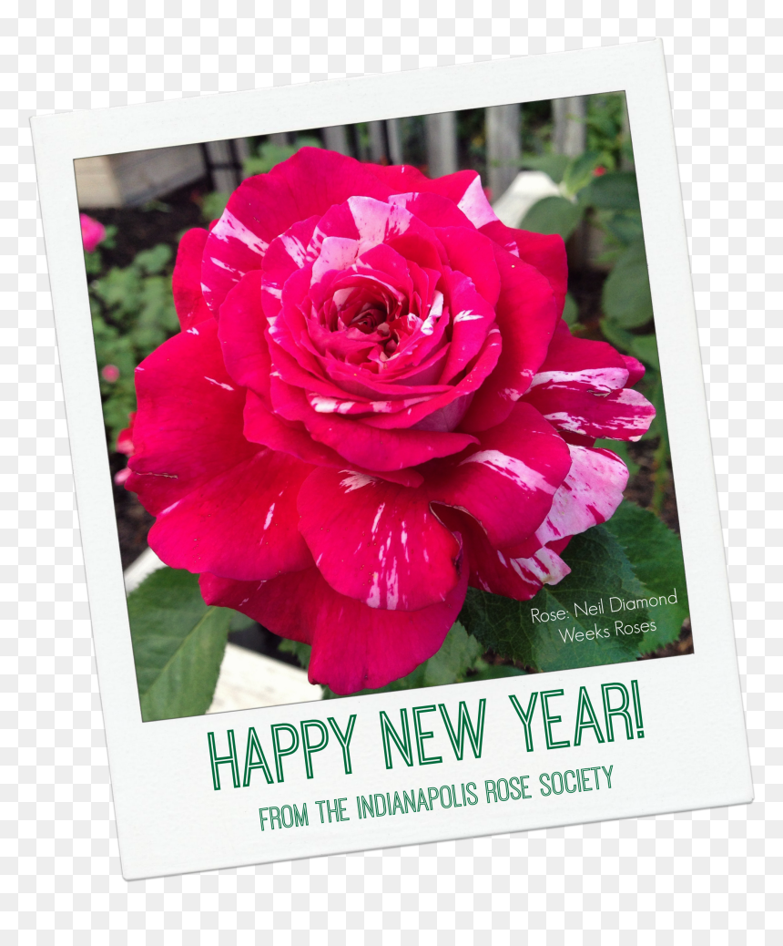 Irs Happy New Year - Rose Happy New Year, HD Png Download - happy new year 2015 png