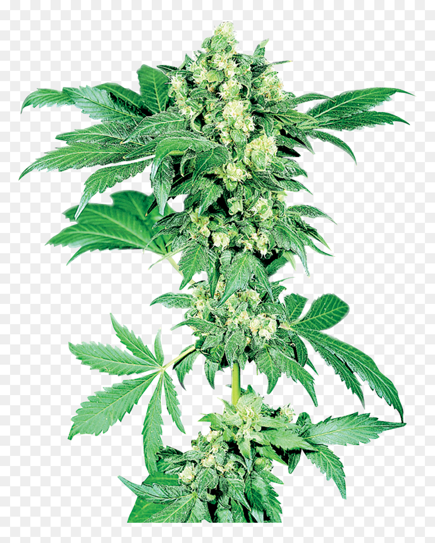 Maple Leaf Indica - Afghani Sensi Seeds, HD Png Download - weed plants png