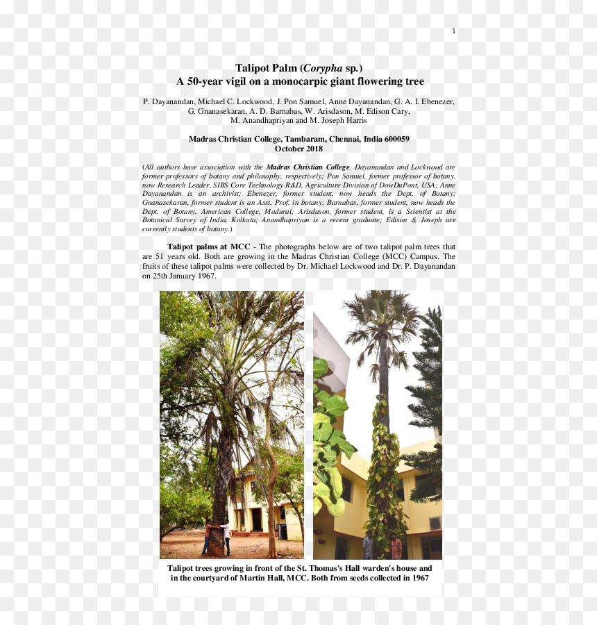 Attalea Speciosa, HD Png Download - flowering tree png