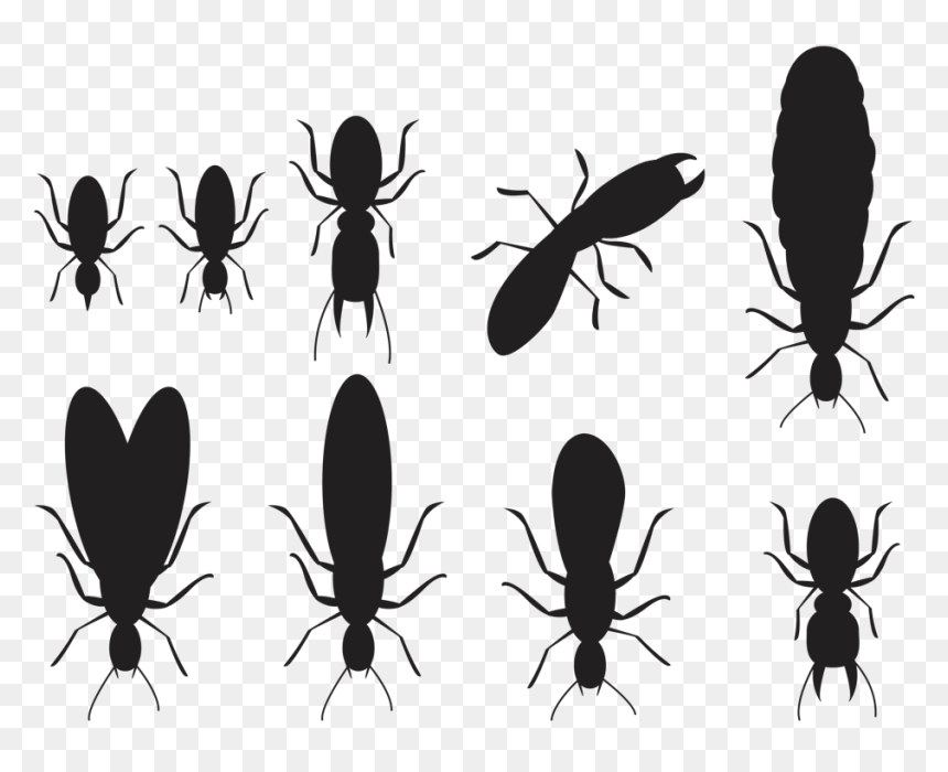 Longhorn Beetle, HD Png Download - termite png