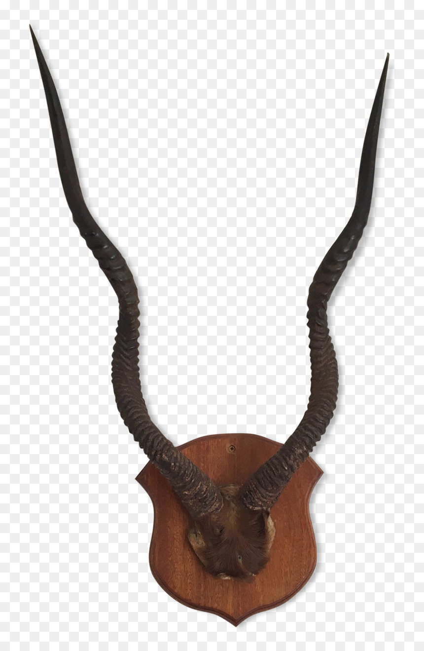 Horn Antelope Or Gazelle Horns - Corne De Gazelle Animal, HD Png Download - gazelle png