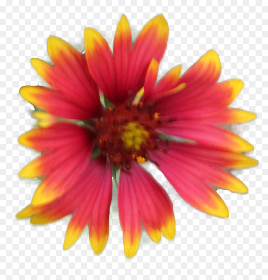 Summer Time - Indian Blanket, HD Png Download - summer time png