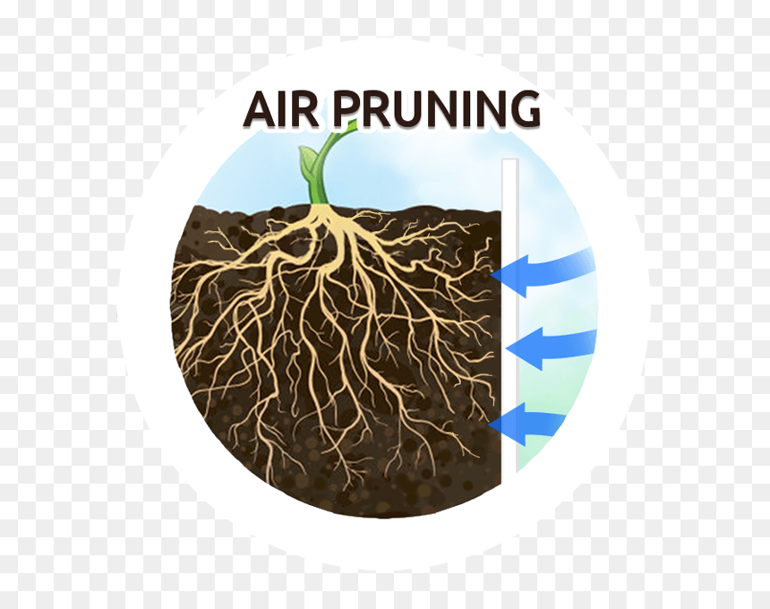 Air Prunning Marijuana Cannabis Plants - Disease Does Not Discriminate, HD Png Download - weed plants png