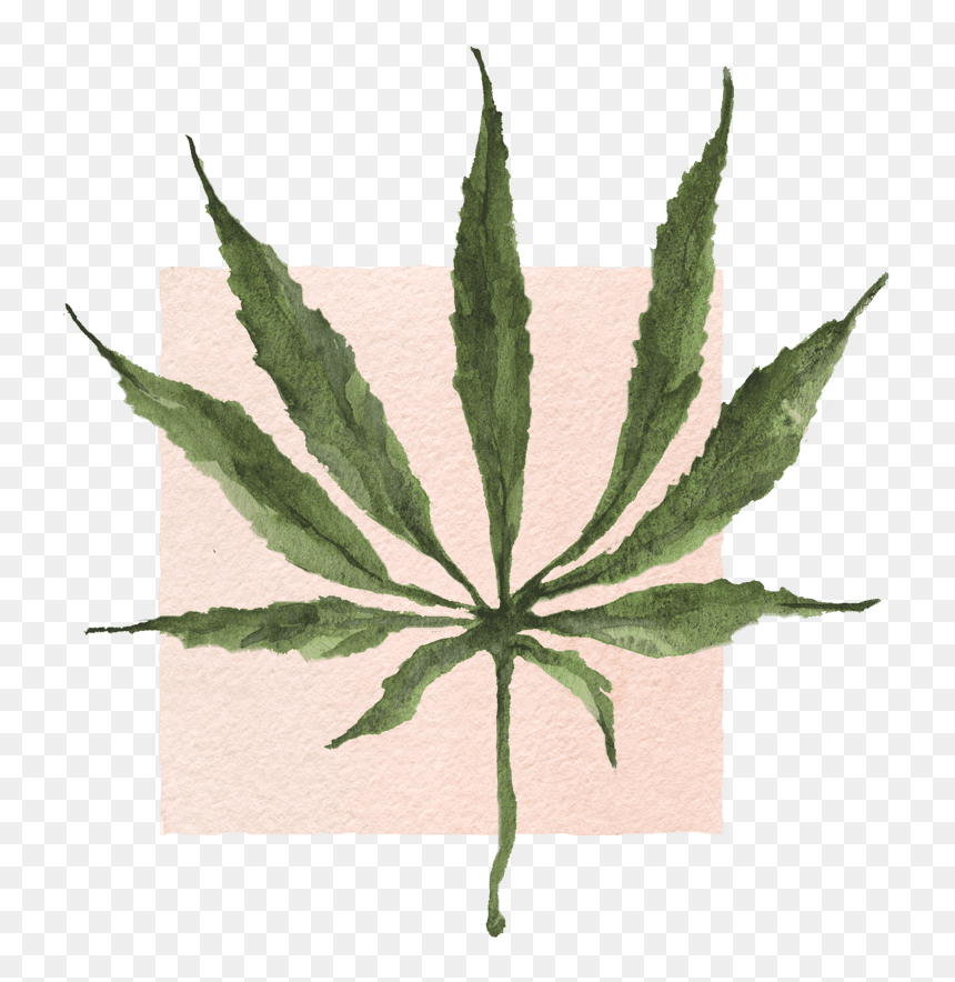 Sai Kung East Country Park, HD Png Download - weed plants png