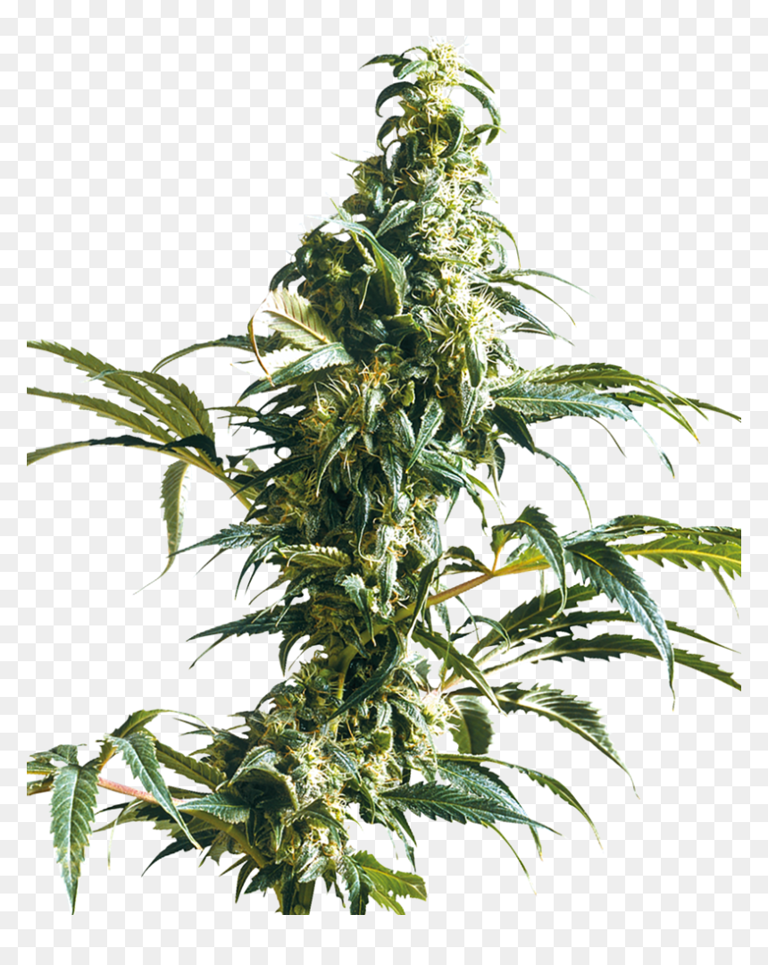Mexican Sativa Sensi Seeds, HD Png Download - weed plants png