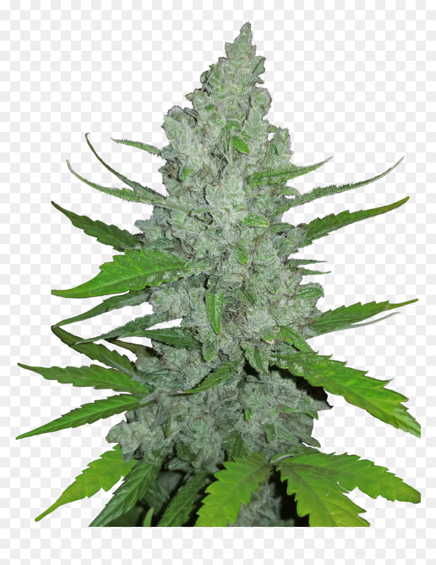 Original Auto Sour Diesel - Sour Diesel Auto, HD Png Download - weed plants png