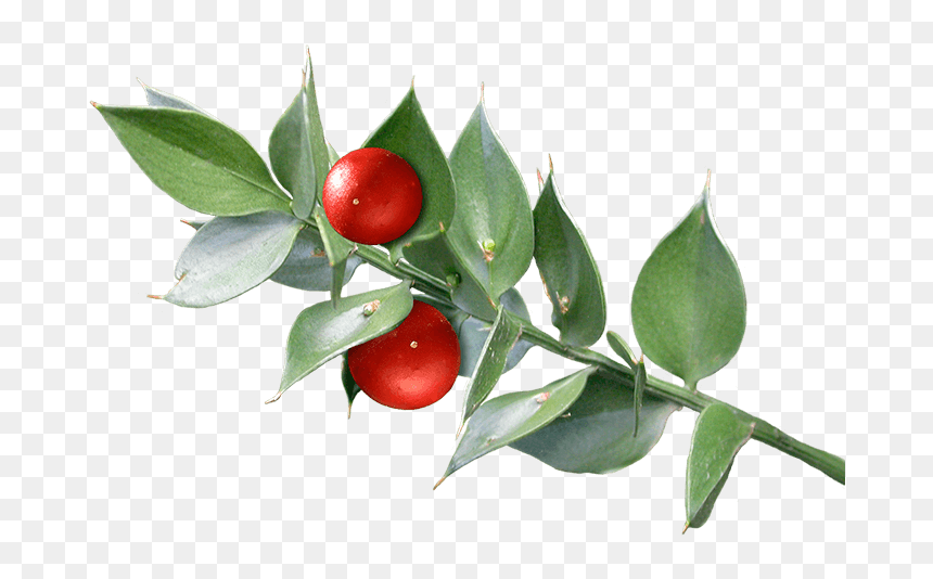 Butcher"s Broom - Butcher's Broom Png, Transparent Png - holly branch png