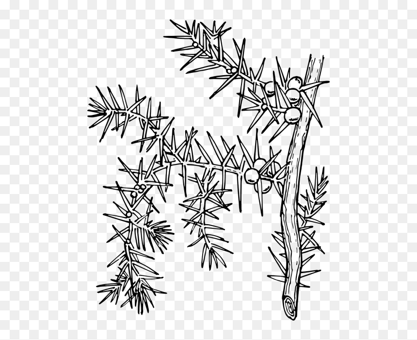Ilex Aquifolium Holly Common Holly - Chilcuara Para Dibujar, HD Png Download - holly branch png