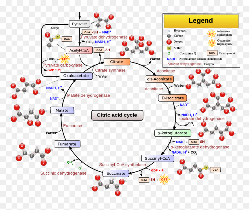 Transparent Cicle Png - Citric Acid Cycle Mcat, Png Download - cicle png