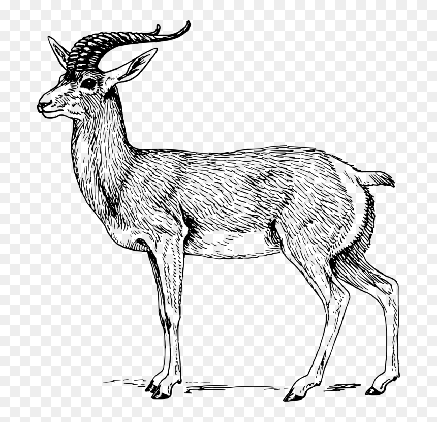 Antelope,musk Deer,gazelle - Antelope Clipart Black And White, HD Png Download - gazelle png