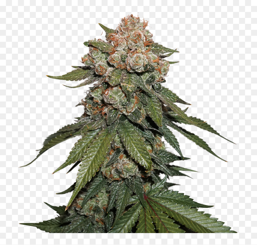 Special Kush Royal Queen Seeds, HD Png Download - weed plants png