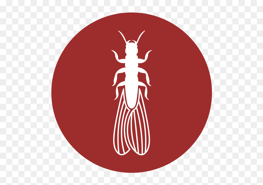 Termite Control - Illustration, HD Png Download - termite png