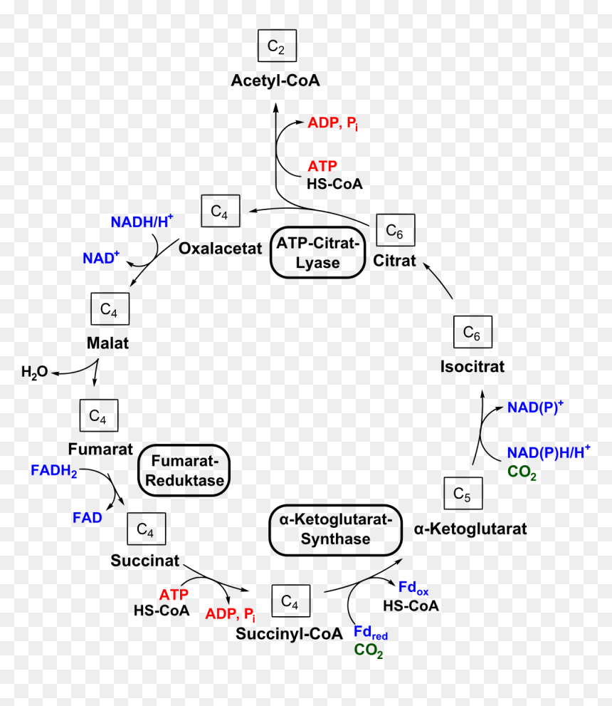 Cicle Png , Png Download - E Coli Respiration Cycle, Transparent Png - cicle png