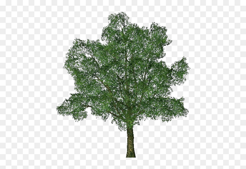3d Trees - English Oak - Acca Software - Ginkgo Biloba Tree Png, Transparent Png - holly branch png