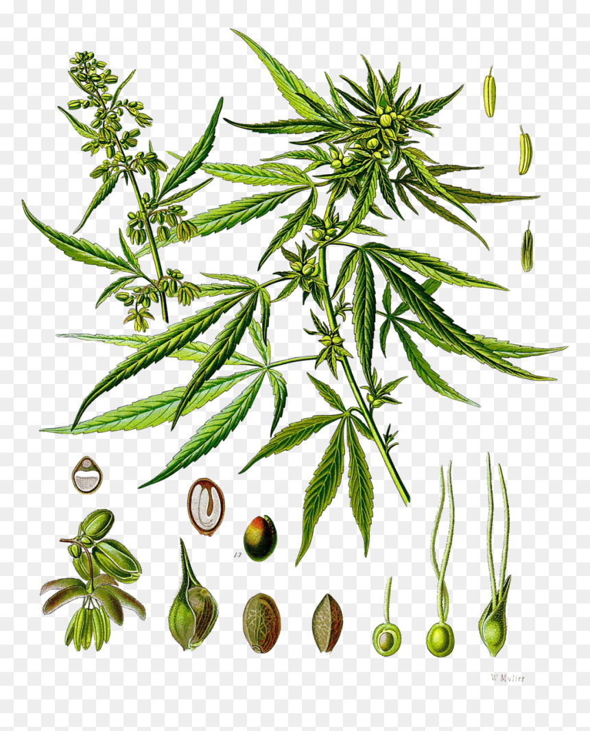 Cannabis Sativa Phenotype, - Cannabis Sativa, HD Png Download - weed plants png