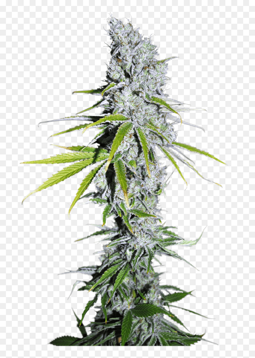 Skittles Strain, HD Png Download - weed plants png