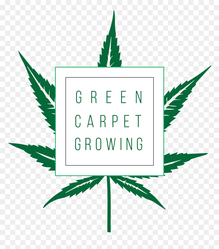 Cannabis Cultivation, HD Png Download - weed plants png