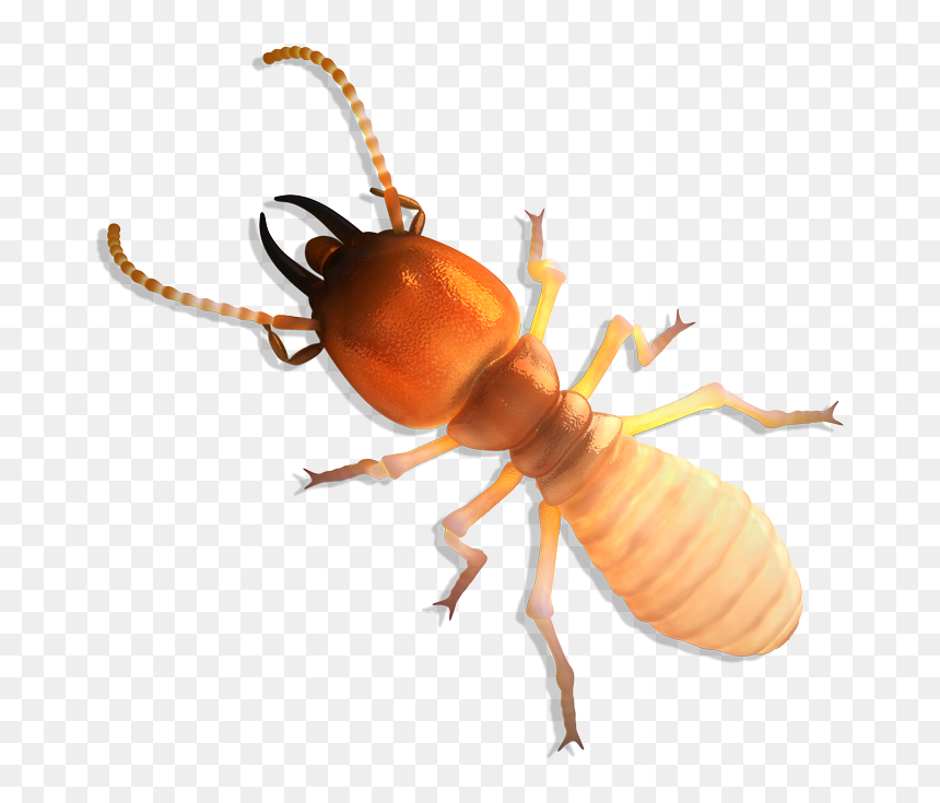 Termite Meaning In Tamil, HD Png Download - termite png