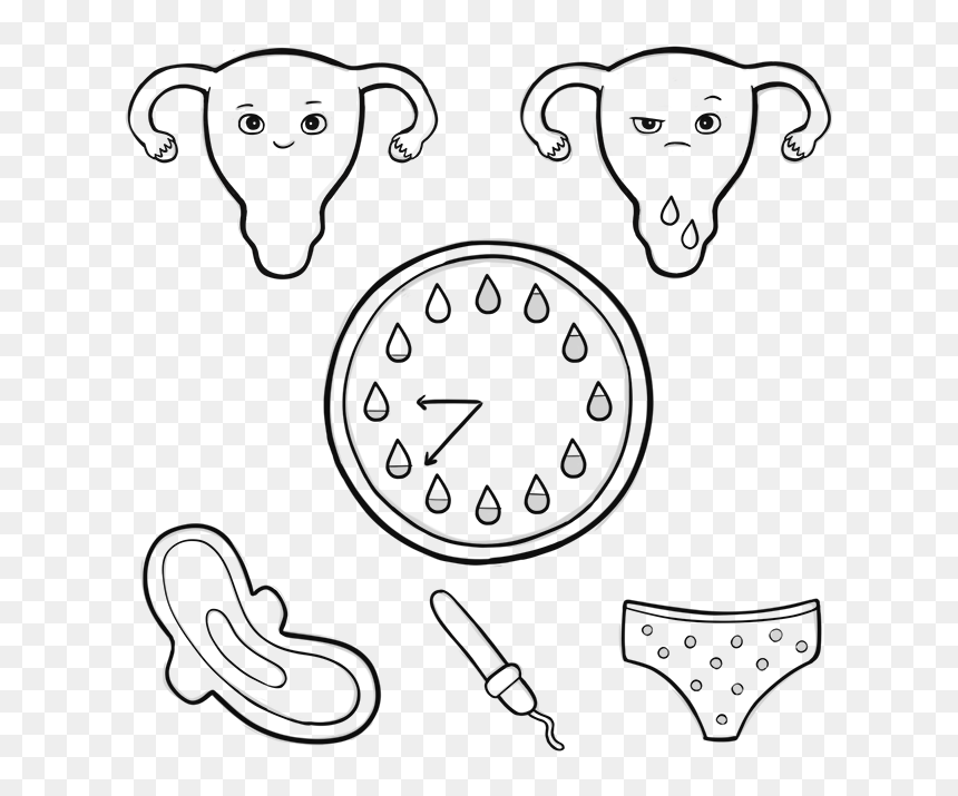 Menstrual Cycle "clock" - Sketch, HD Png Download - cicle png