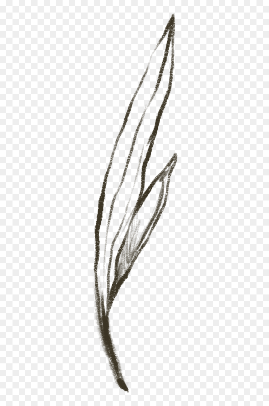Wood, HD Png Download - wood slice png