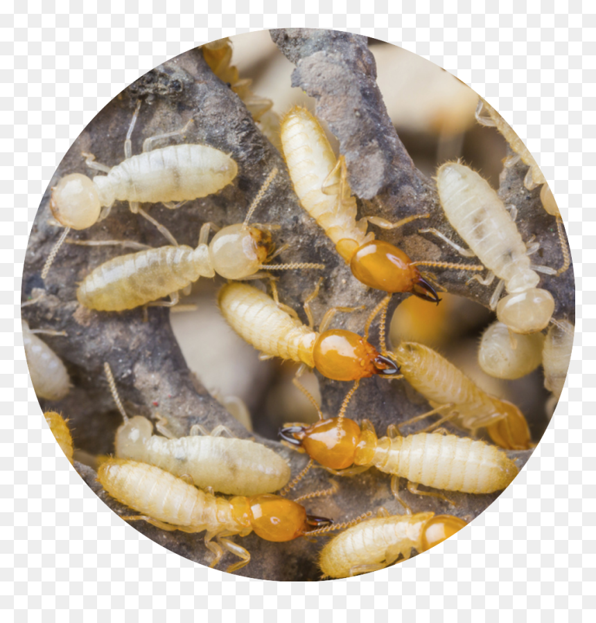 167491303 - Termite White Ant, HD Png Download - termite png