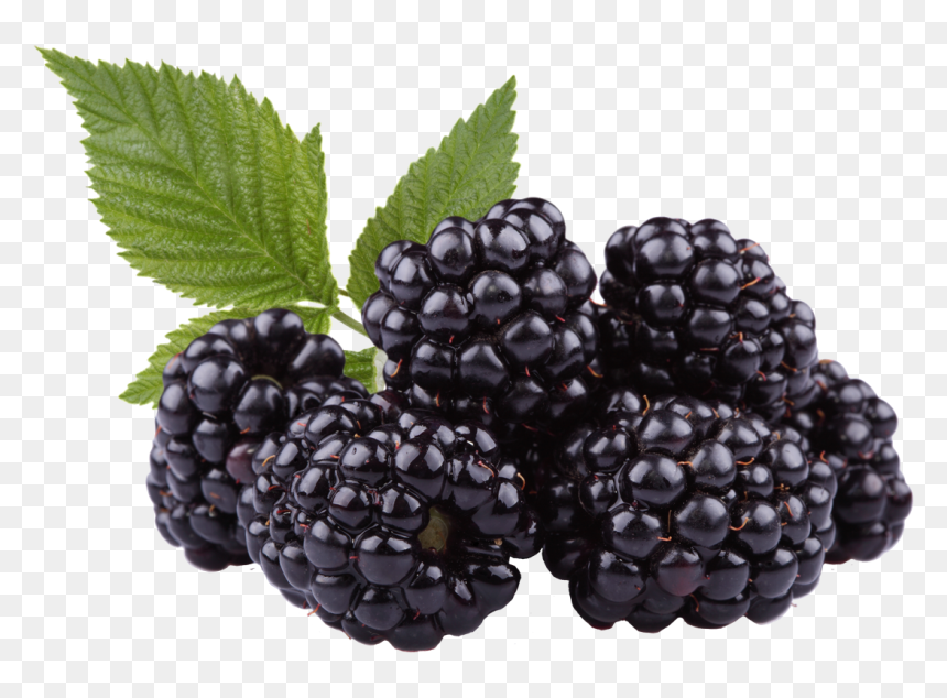 Image, HD Png Download - blackberry fruit png