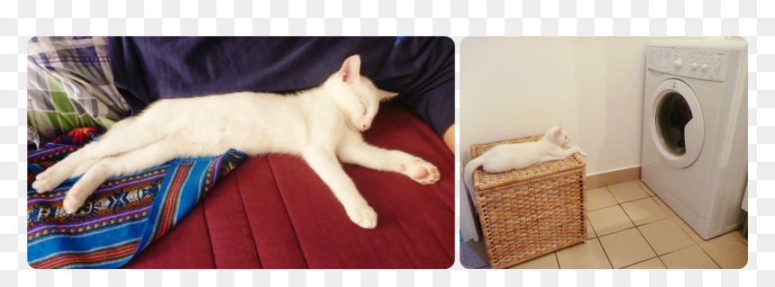 Domestic Short-haired Cat, HD Png Download - kitty cat png