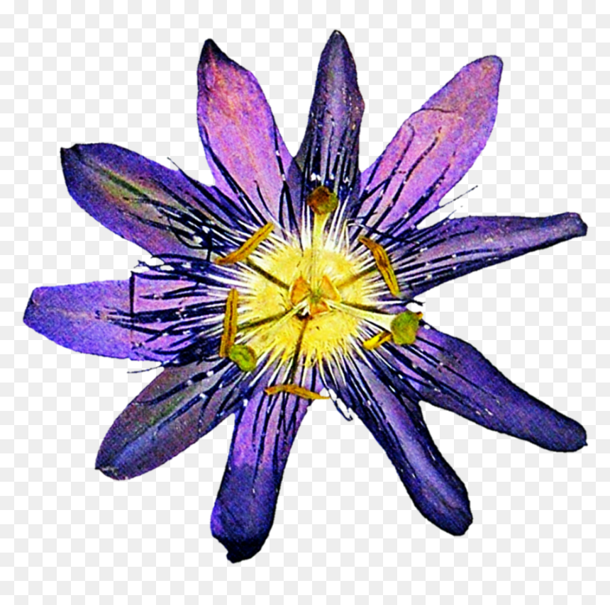 Transparent Flower Outline Png - Passionflower Clip Art, Png Download - virginia outline png