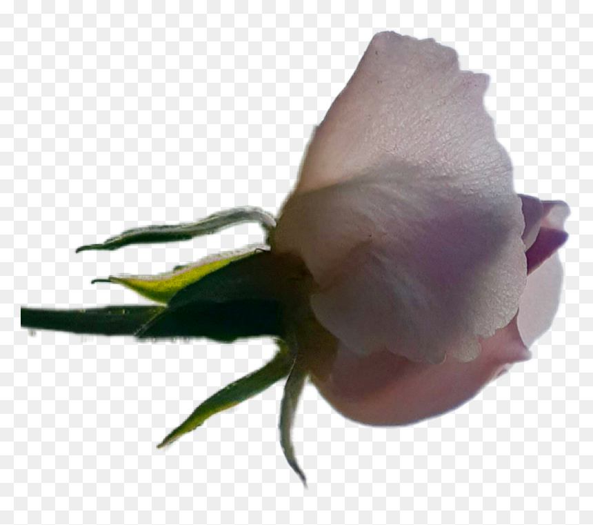 #rosebud #rose - Garden Roses, HD Png Download - rosebud png