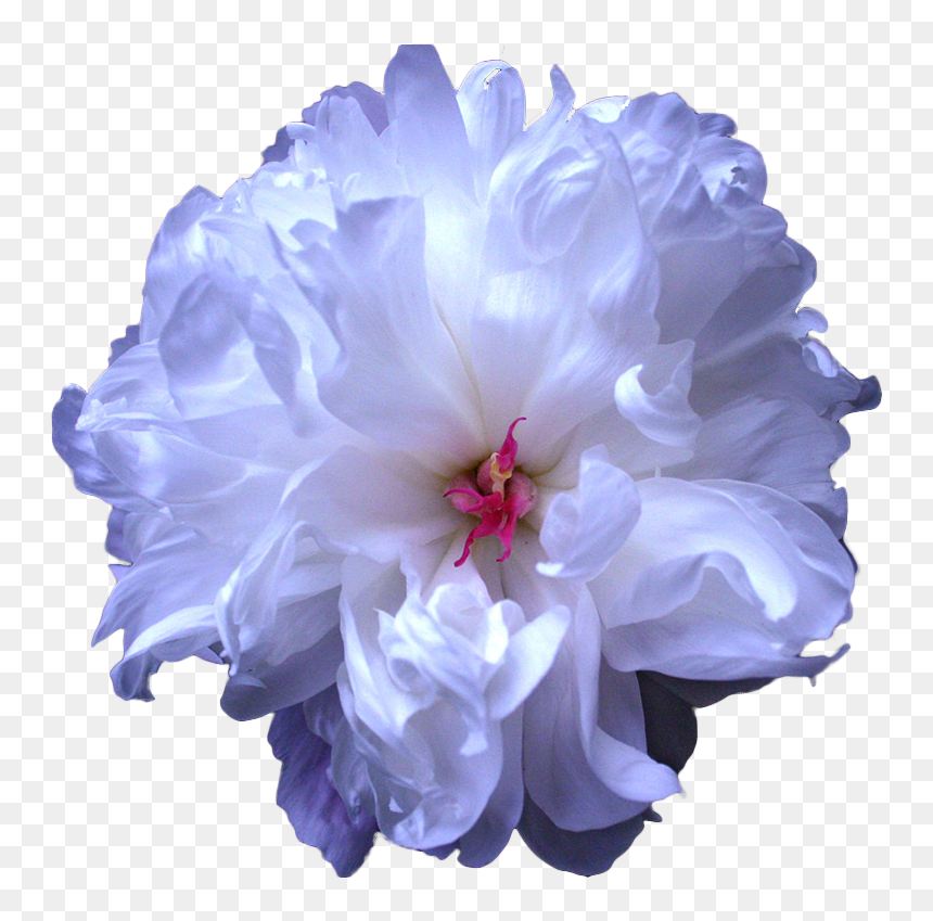 Tumblr Blue Flower Drawing Transparent, HD Png Download - flower drawing png tumblr
