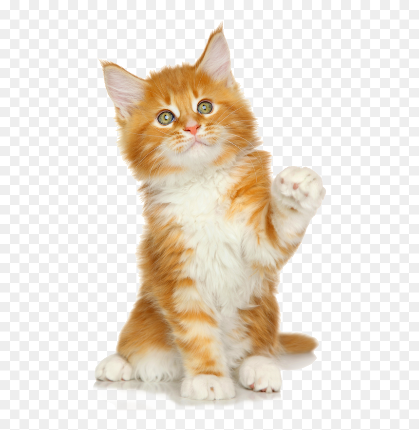 Yellowkitty - Cat Grabs Treat, HD Png Download - kitty cat png