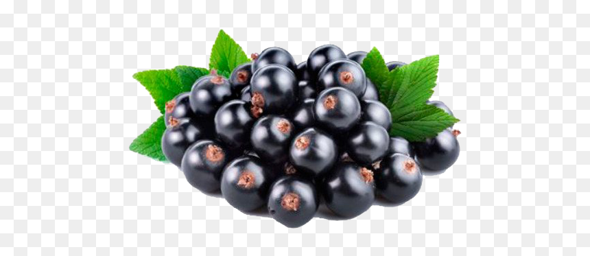 Blackcurrant Fruit Png Photo - Black Currant Oil Uk, Transparent Png - blackberry fruit png