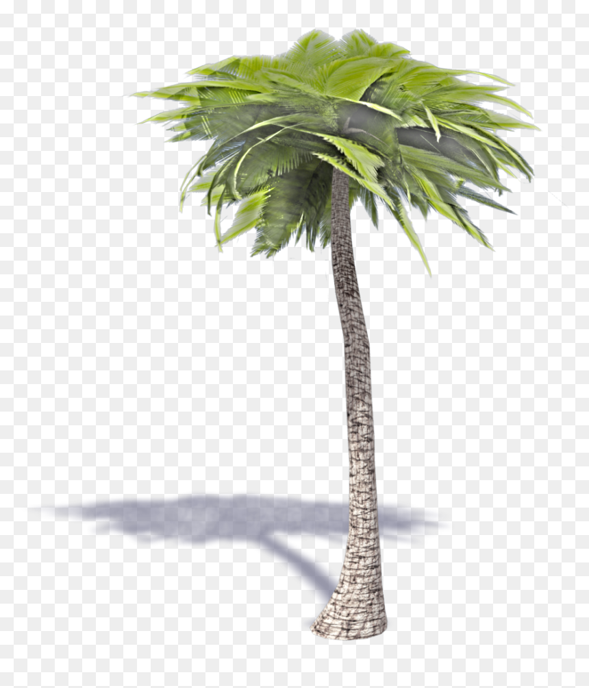 3d Palm Tree Png - Borassus Flabellifer, Transparent Png - 3d tree png