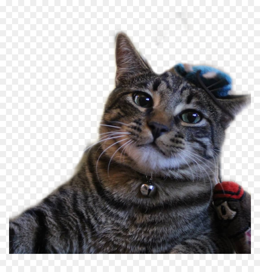 Domestic Short-haired Cat, HD Png Download - kitty cat png