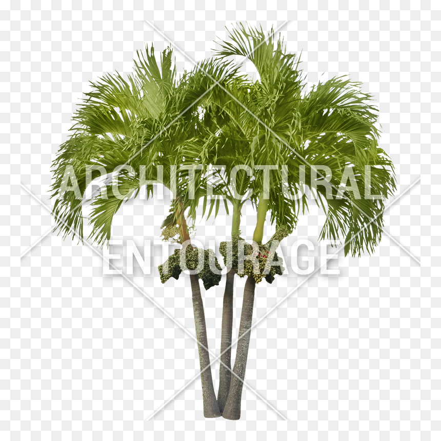 3d Palm Tree Png Download - Sabal Palmetto, Transparent Png - 3d tree png