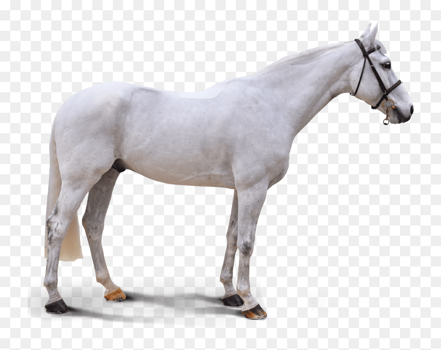 Baby Blue - Stallion, HD Png Download - baby horse png