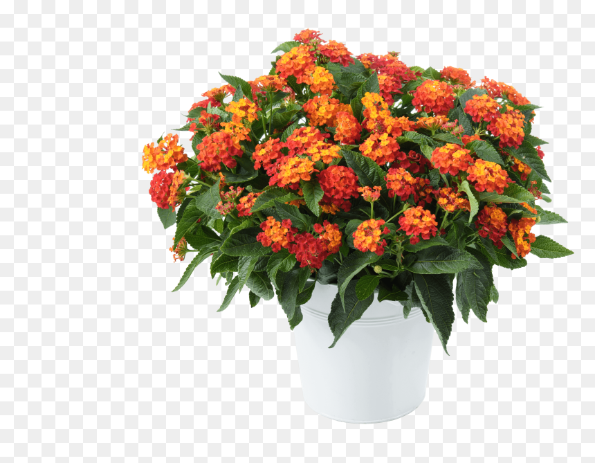 Lantana Gem Ruby, HD Png Download - ruby gem png