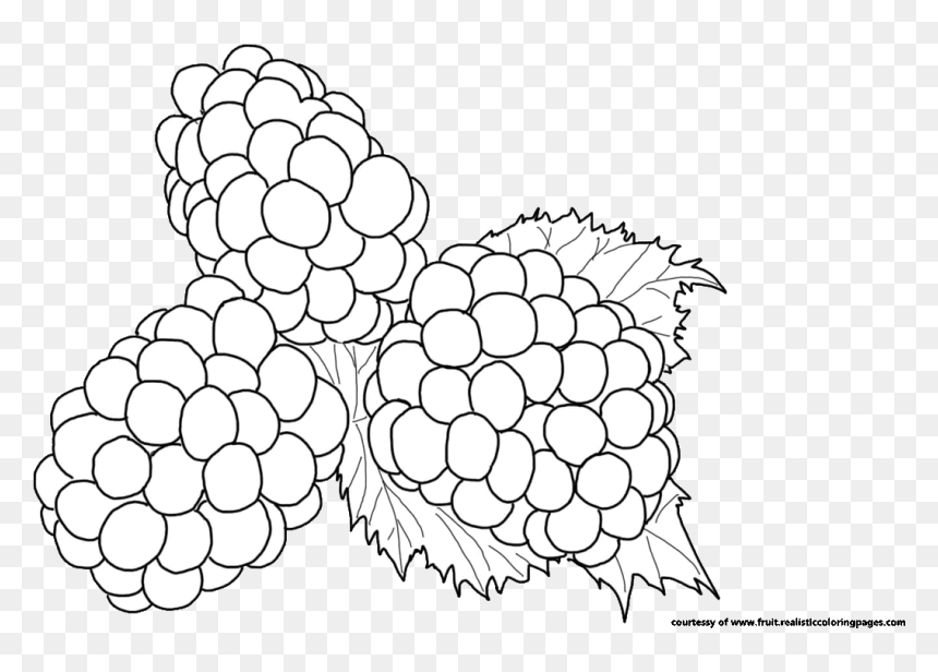 Plant Drawing At Getdrawings - ภาพ วาด ระบายสี Blackberry, HD Png Download - blackberry fruit png